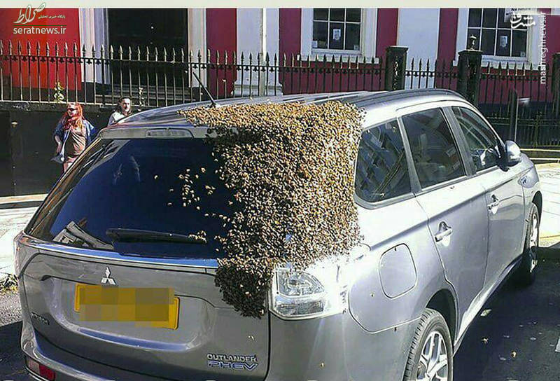 عکس/تلاش زنبورها برای نجات جان ملکه!