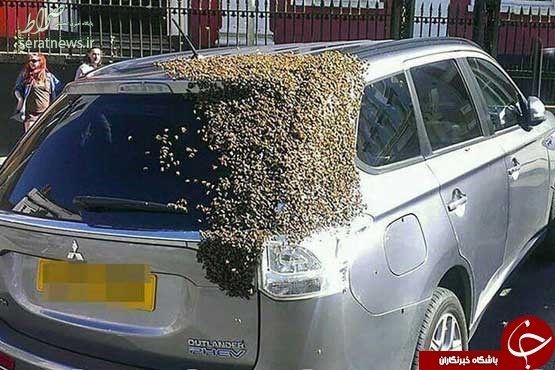 تلاش جالب زنبورها برای نجات جان ملکه! +عکس