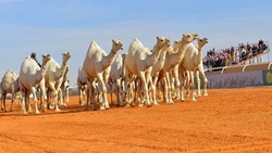 مهمان امشب دورهمی چه کسی است؟ +تصویر