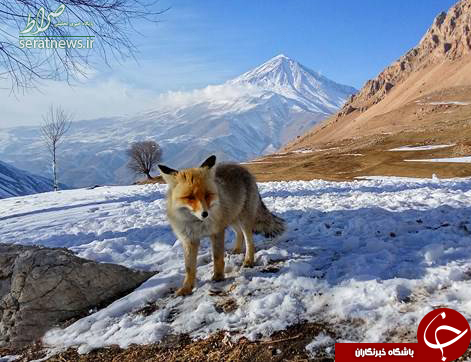 تصویری زیبا از قله دماوند