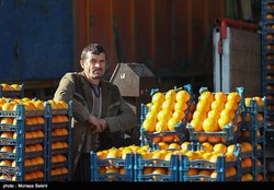 عرضه میوه شب عید در ۴۵۰ واحد در تهران