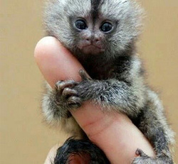 تصاویر/ باغ های آراسته و زیبا در پروژه مسکن سبز