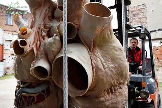 عکس/ قلب 272 کیلویی یک نهنگ آبی