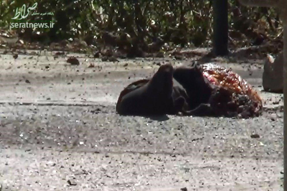 عکس/ جسد عامل انتحاری در حرم امام