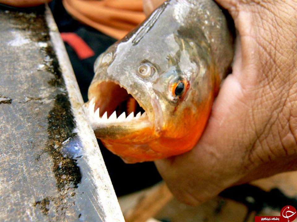 حمله ماهی‌های گوشتخوار به گردشگران در برزیل +تصاویر