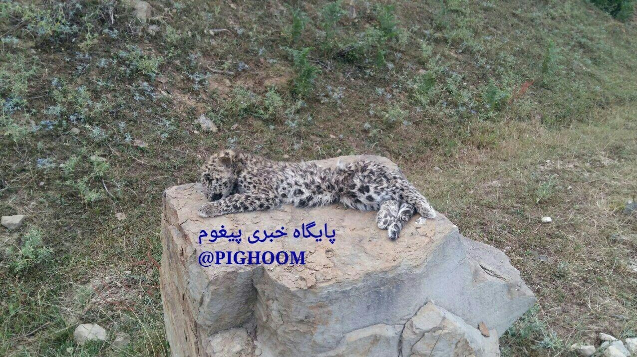 کشف لاشه یگ توله پلنگ در سوادکوه +تصاویر کشف لاشه یگ توله پلنگ در سوادکوه +تصاویر