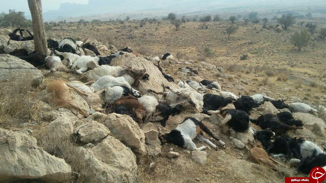 عکس/ تلف شدن ۱۰۰ دام در اثر رعد و برق عکس/ تلف شدن ۱۰۰ دام در اثر رعد و برق