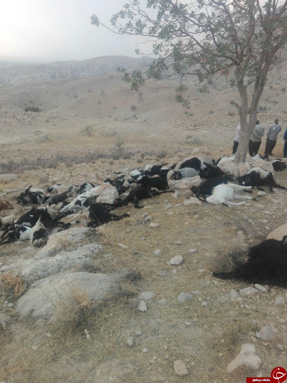 عکس/ تلف شدن ۱۰۰ دام در اثر رعد و برق