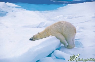جریمه 6 میلیون تومانی برای بیدار کردن خرس قطبی