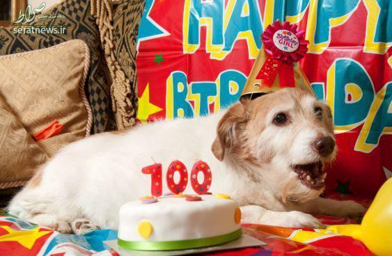 جشن تولد میلیونی برای سگ ها پدیده ای در پایتخت/ جشن تولد سالی، پسرم!