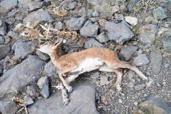 شیوع بیماری طاعون نشخوارکنندگان در سالوک شیوع بیماری طاعون نشخوارکنندگان در سالوک