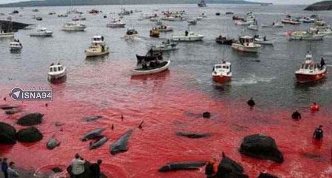 عکس/کشتار 177 نهنگ در ژاپن به بهانه مطالعات علمی