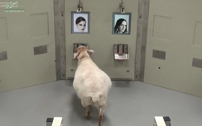 وقتی گوسفندان «باراک اوباما» را می‌شناسند! +تصاویر