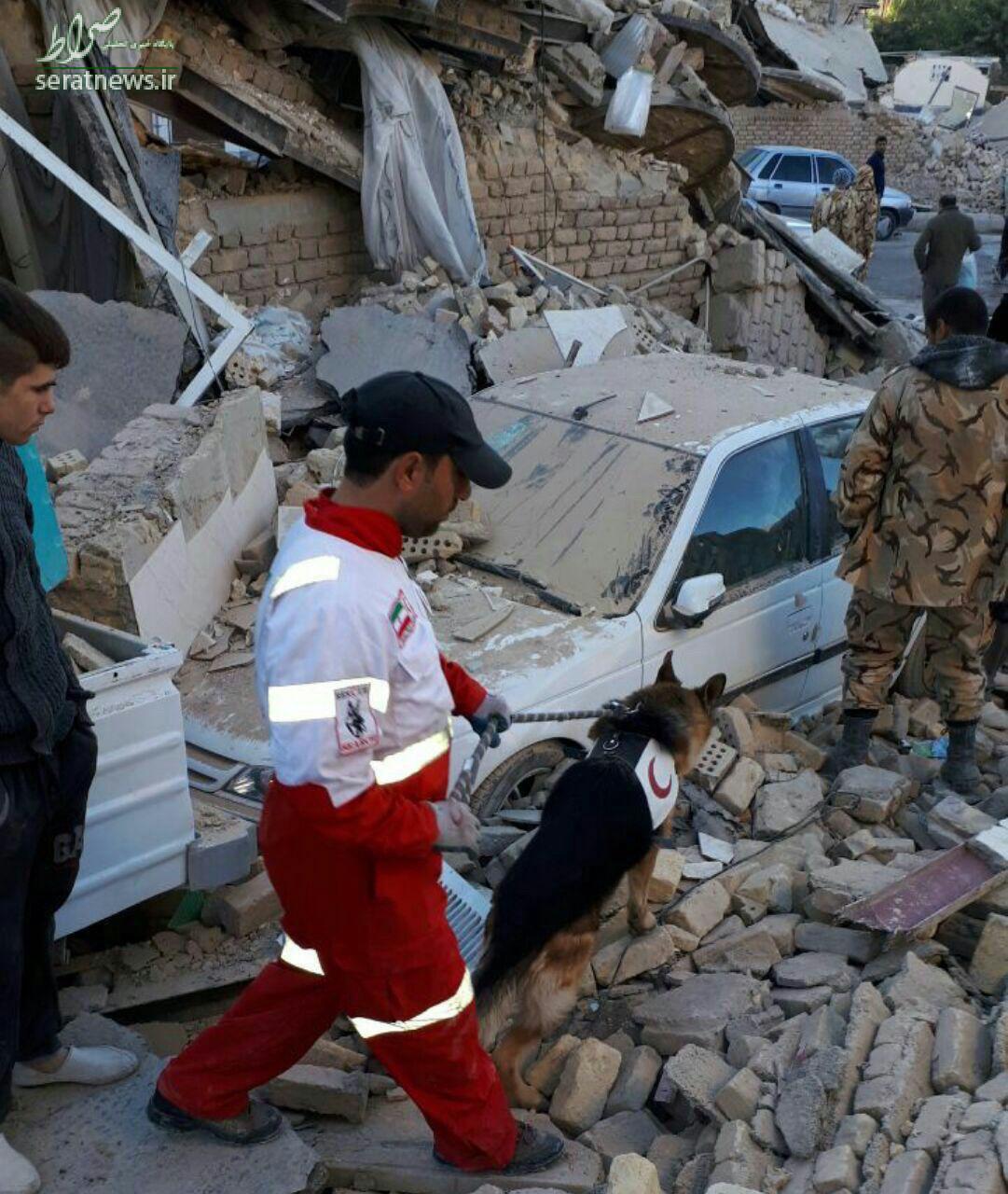عکس/ حضور سگ‌های زنده‌یاب در مناطق زلزله‌زده