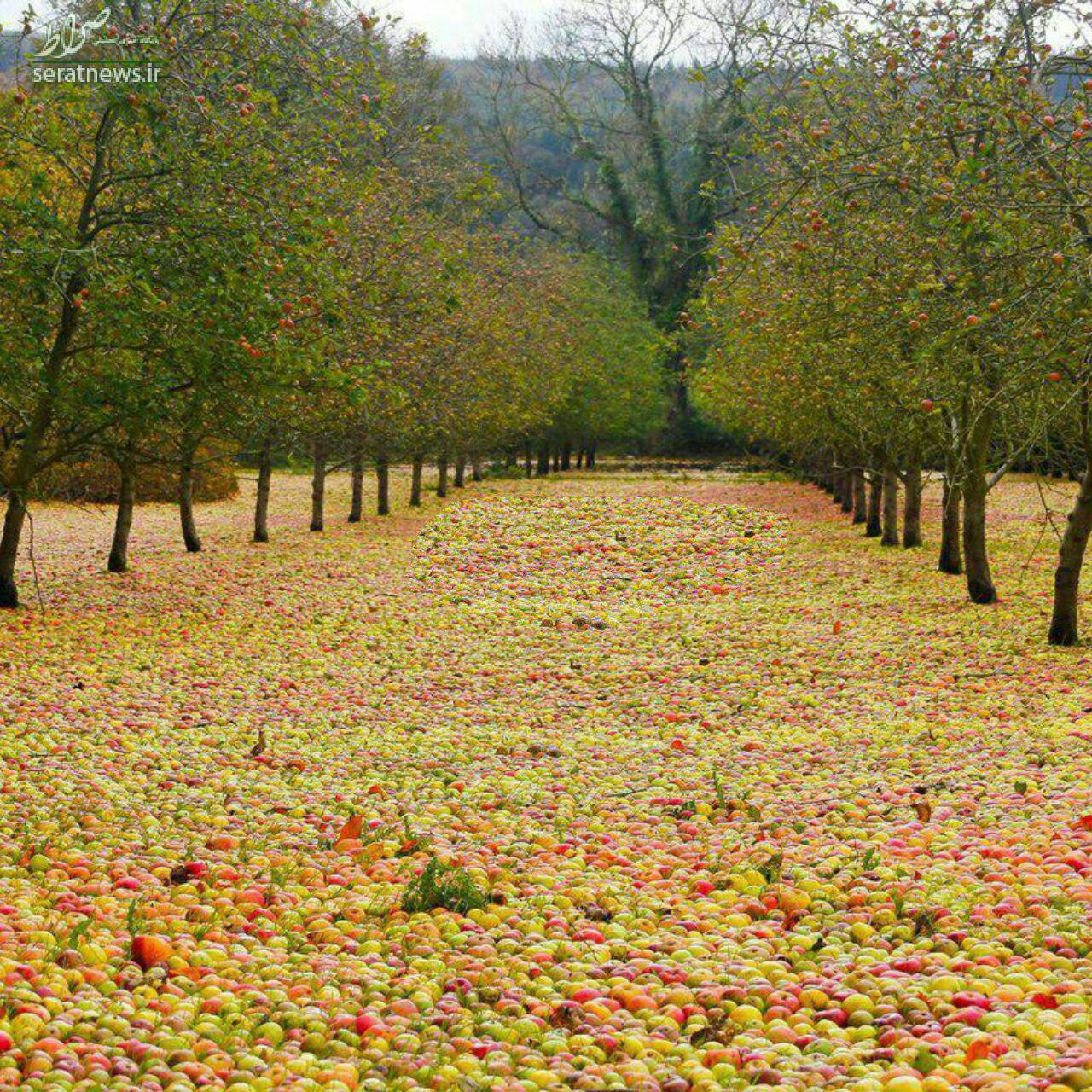 تصویری از یک باغ سیب، بعد از طوفان!