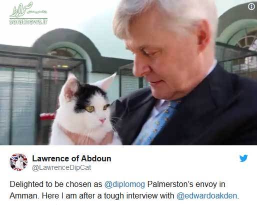 استخدام یک گربه به عنوان کارمند جدید سفارت بریتانیا در اردن +عکس
