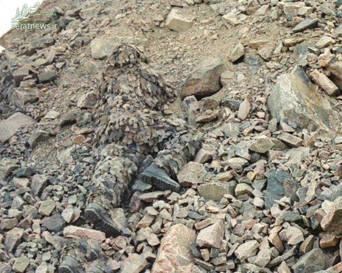 عکس/ استتار فوق العاده یک سرباز عکس/ استتار فوق العاده یک سرباز