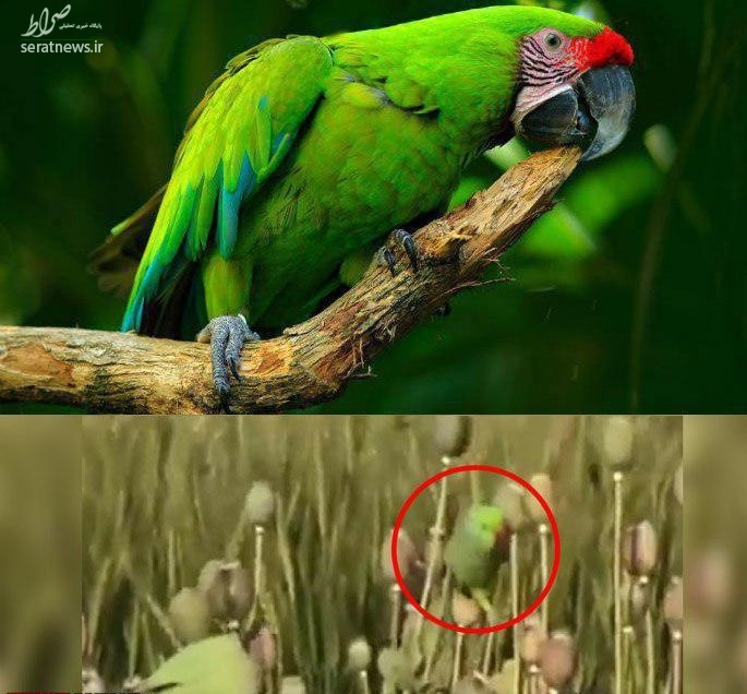 عکس/ حمله طوطیهای معتاد به مزارع خشخاش! عکس/ حمله طوطیهای معتاد به مزارع خشخاش!