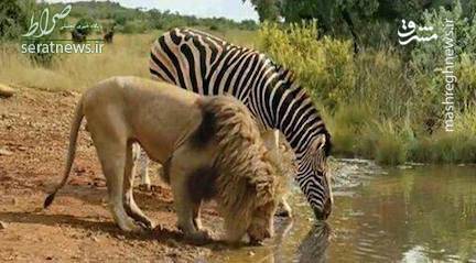 عکس/ لحظه‌ای بکر در حیات وحش