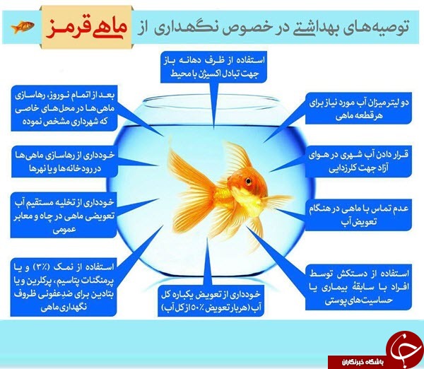 توصیه های بهداشتی نگهداری از ماهی قرمز +اینفوگرافیک