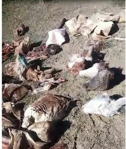 لاشههای الاغهای ذبح شده در ابهر جنجالی شد! لاشههای الاغهای ذبح شده در ابهر جنجالی شد!