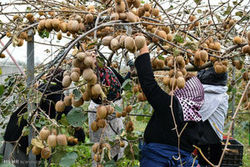 آخرین وضعیت قیمت میوه در بازار