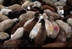 واردات دام زنده گوسفندی از هفته آینده