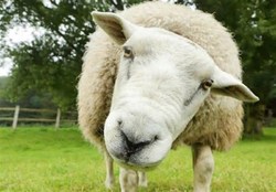 واردات گوسفندهای رومانی به ایران