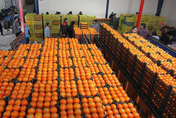 زمان توزیع میوه تنظیم بازاری شب عید
