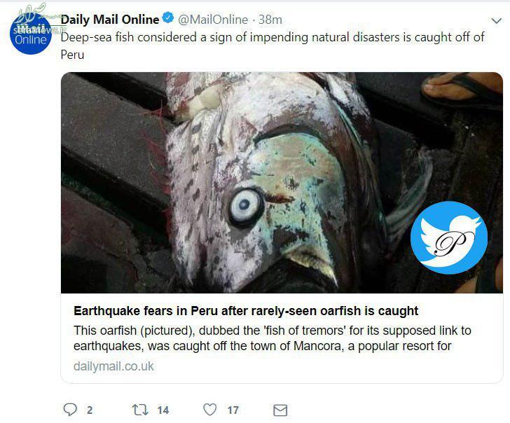 وحشت مردم پرو با دیدن یک ماهی +عکس