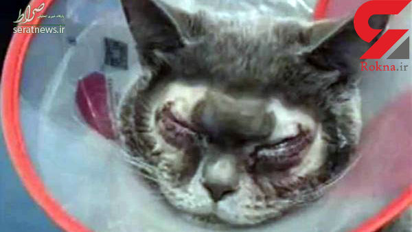 شکنجه گربه خانگی با جراحی زیبایی +عکس
