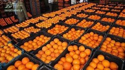 ممنوعیت صادرات سیب و پرتقال تا ۱۵ فروردین