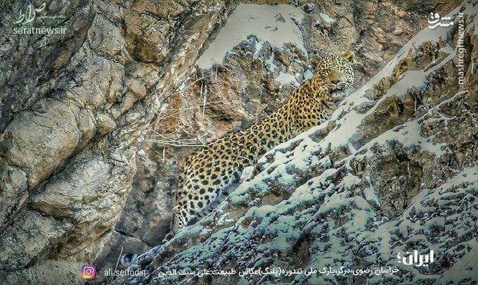 عکس/ تصویر جدید از پلنگ ایرانی