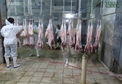 رفع مشکل متروکه شدن ۷۰ کانتینر گوشت وارداتی در گمرک