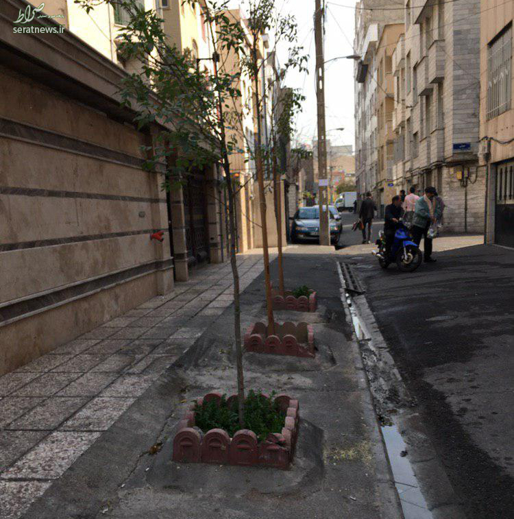 شاهکار شهرداری منطقه ۱۰؛ درختان را کندند تا پیاده راه پارکینگ شود! + تصاویر