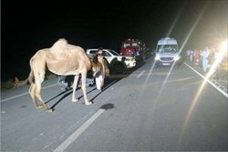 برخورد مرگبار شتر با 2 خودرو در 3 زاهدان