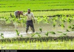 کاشت ۵ هزارهکتار برنج در اصفهان!