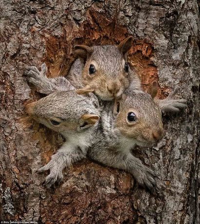 عکس/خروج بچه سنجاب‌ها برای اولین بار از لانه