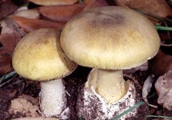چرایی اپیدمی مسمومیت با قارچ در کشور