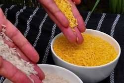 سازمان غذا و داروی آمریکا برنج طلایی را تایید کرد
