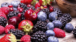 تاثیر مصرف توت و انگور بر تقویت سلامت ریه‌ها
