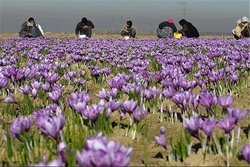 پشت‌پرده توسعه کشت زعفران در افغانستان