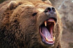 حمله خرس وحشی به جوان ۲۰ ساله کوهرنگی