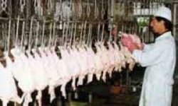 خودکفایی کشور در تولید گوشت سفید