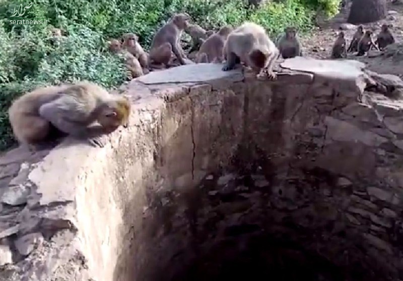 وساطت میمون‌های معبد برای نجات پلنگ از چاه +عکس