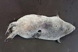 لاشه فک خزری در ساحل رودسر کشف شد