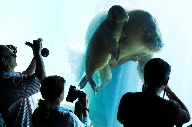 بچه گراز دریایی با مادرش در باغ وحش  Hagenbeck شهر هامبورگ آلمان