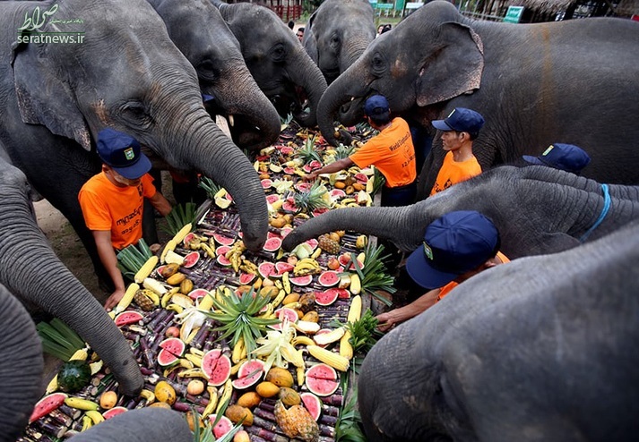 عکس/پذیرایی شاهانه از فیل‌ها در روز جهانی فیل!