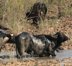 تصاویر/ ریزش مرگبار پل هوایی در ایتالیا