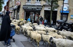 گوسفند زنده چند؟